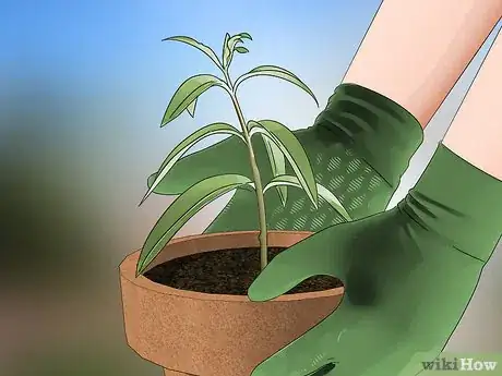 Image titled Grow Lemon Verbena Step 6