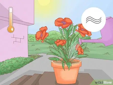 Image titled Grow Oriental Poppies Step 8
