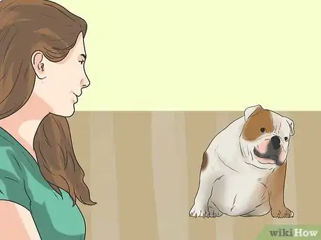 Image titled Care for Bulldogs Step 10