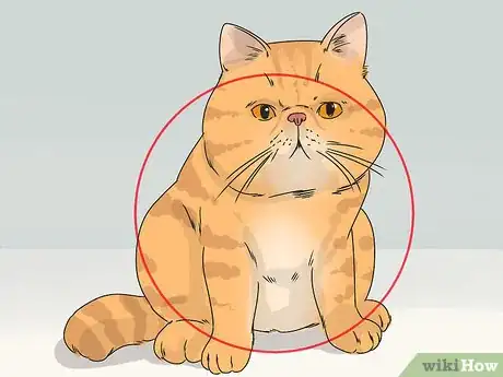 Image titled Identify an Exotic Shorthair Cat Step 6