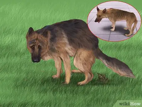 Image titled Treat Pancreatic Enzyme Deficiencies in German Shepherds Step 4