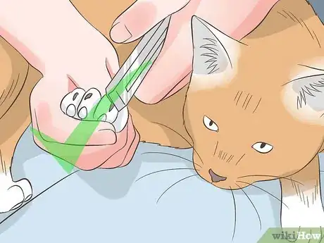 Image titled Transport Cats by Plane Step 16