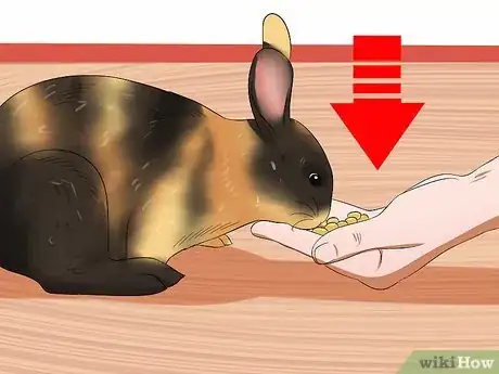Image titled Care for Harlequin Rabbits Step 10