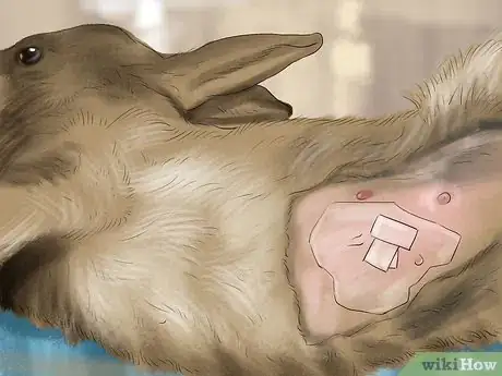 Image titled Get Rabbits Spayed or Neutered Step 5