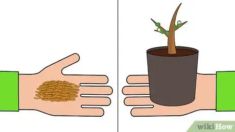 Image titled Grow an Ohia Tree Step 4