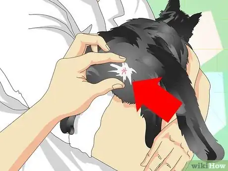 Image titled Tell If a Cat Is Neutered Step 2
