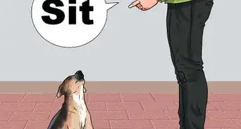 Teach a German Shepherd to Sit