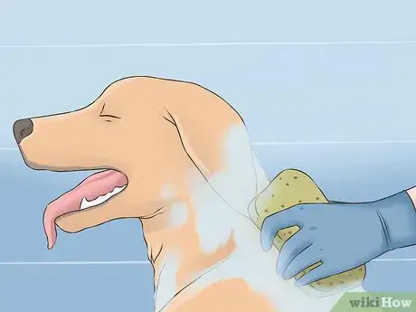 Image titled Eliminate Skunk Odor Step 9