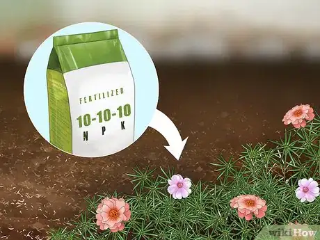 Image titled Grow Moss Rose Step 19