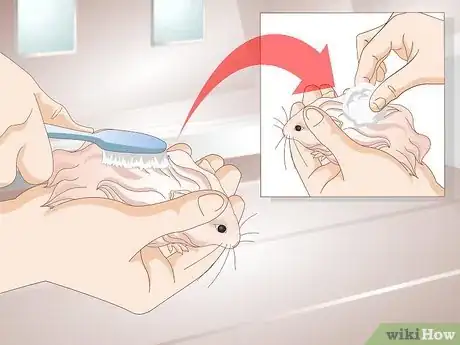 Image titled Clean a Long Haired Hamster Step 7