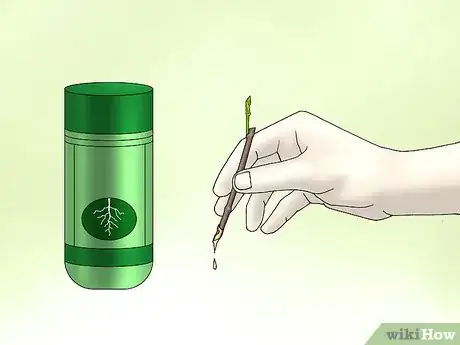 Image titled Plant Confederate Jasmine Step 3