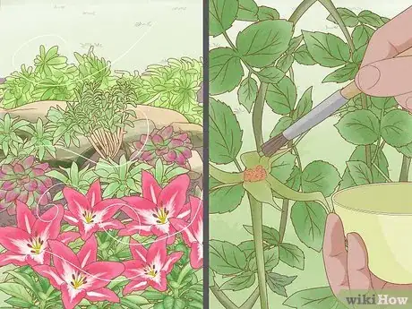 Image titled How Do Insects Help a Plant to Reproduce Step 6