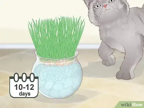 Image titled Make a Grass Pot for Cats Step 9
