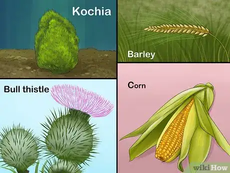 Image titled Treat and Prevent Nitrate Toxicity in Cattle Step 5