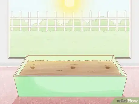 Image titled Grow Osage Oranges Step 7