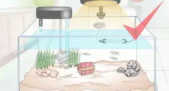 Set up a Community Fish Tank