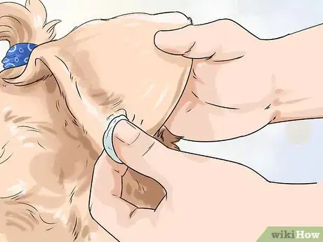 Image titled Groom a Shih Tzu at Home Step 14