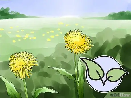 Image titled Harvest Dandelions Step 2
