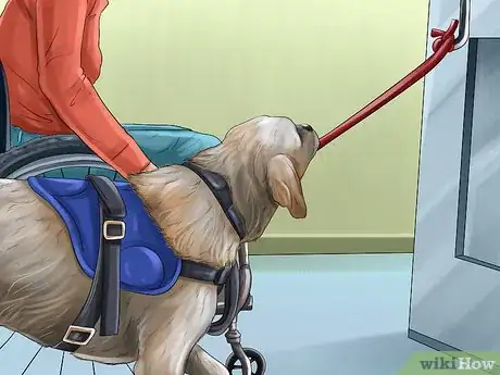 Image titled Know if a Head Halter Is Right for Your Dog Step 2