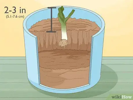 Image titled Grow Leeks from Leeks Step 6