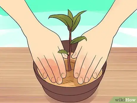 Image titled Grow a Bay Tree Step 2