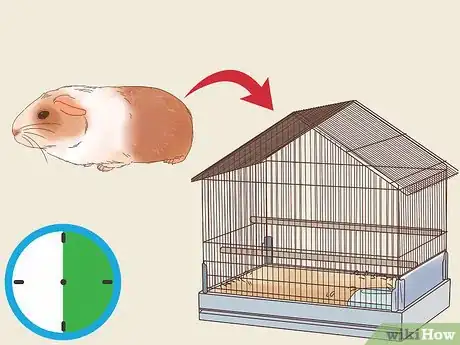 Image titled Show a Guinea Pig Step 14