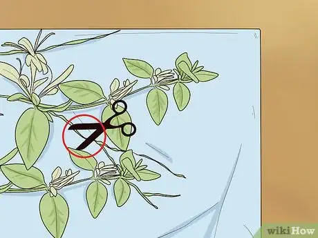 Image titled Prune Vines Step 5