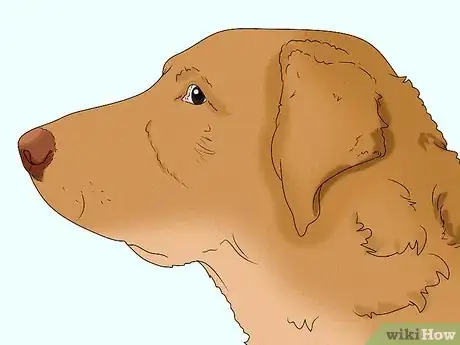 Image titled Identify a Chesapeake Bay Retriever Step 2