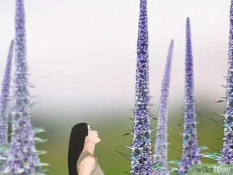 Image titled Grow Echium Step 1