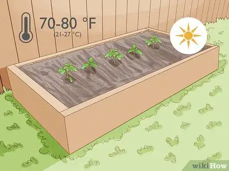 Image titled When to Plant Tomatoes Outside in the UK Step 4