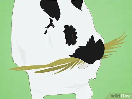 Image titled Care for Himalayan Rabbits Step 8