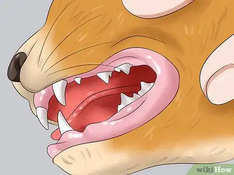 Image titled Diagnose Feline Upper Respiratory Illness Step 4