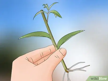 Image titled Grow Lemon Verbena Step 5