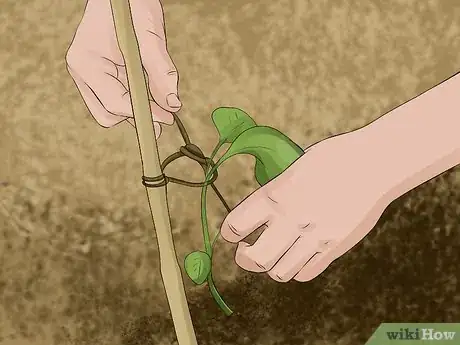 Image titled Grow Dahlias Step 13