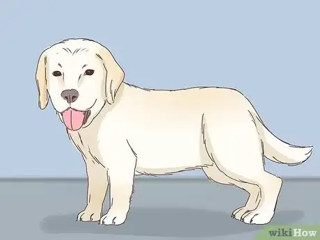 Image titled Recognize and Treat Dwarfism in Dogs Step 2