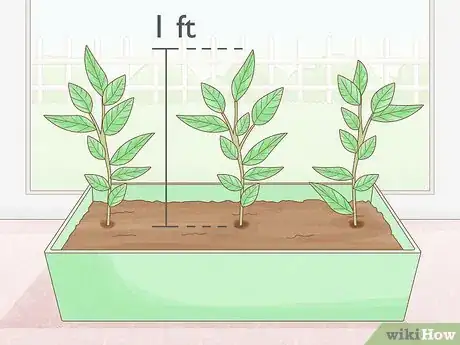 Image titled Grow Osage Oranges Step 9