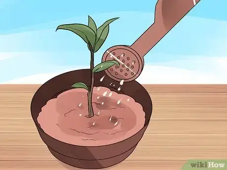 Image titled Grow a Bay Tree Step 3