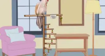 Live With a Moluccan Cockatoo