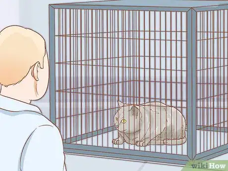 Image titled Find the Right Cat Breed for You Step 10