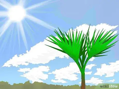 Image titled Grow a Washingtonia Robusta Step 4