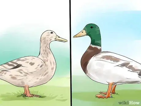 Image titled Tell the Difference Between Male and Female Ducks Step 3