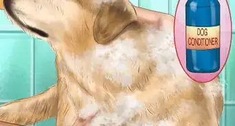 Care for Your Dog on the Beach