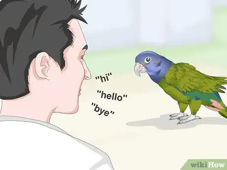 Image titled Teach a Pionus Parrot to Speak Step 4