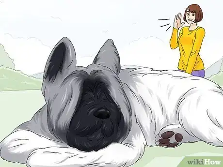 Image titled Identify a Briard Step 13