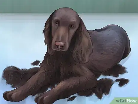 Image titled Identify a Field Spaniel Step 3