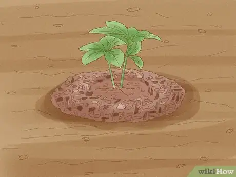 Image titled Grow Hellebore Step 6