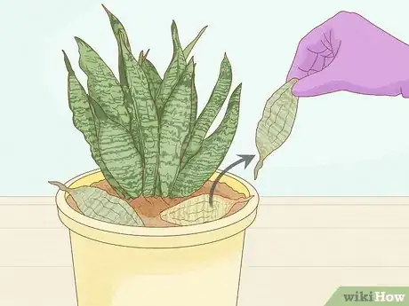 Image titled Get Rid of Mold on Houseplants Step 4