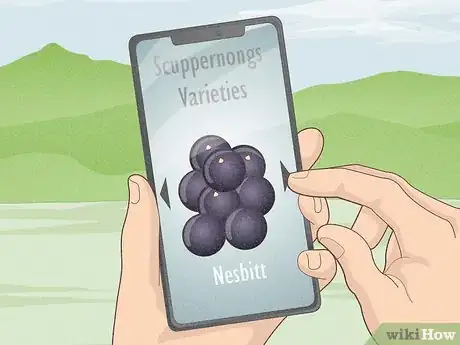 Image titled Grow Scuppernongs Step 4