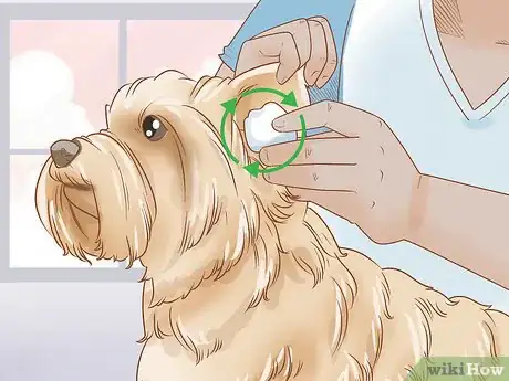 Image titled Groom a Yorkie Pomeranian Mix Step 13