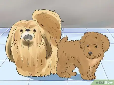 Image titled Walk Two Dogs with One Leash Step 1